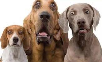 腐蹄滩：狗的故事,狗的忠诚与冒险之旅