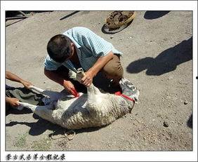 杀羊人,探寻牧民生活的真实画卷